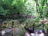 Forêt primaire 