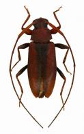 Acanthocinini Gen sp G492