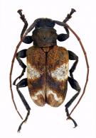 Acanthoderini Gen sp G451