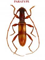 Compsibidion giuglarisi  Audureau, 2022 PARATYPE