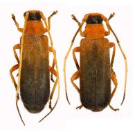 Pretilia tuberculata  (Fabricius, 1801) ♂ & ♀
