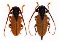 Estola ruficeps  Breuning, 1943  ♂ & ♀