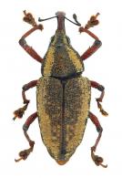 Odontoderes carinatus (Guérin, 1844)