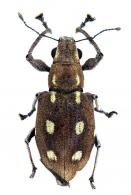 Naupactus serieguttatus  Rheiheimer, 2008