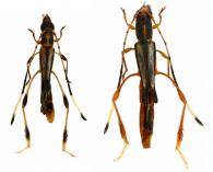 Xenocrasis anamarcelae Tavakilian & Penherrera-Leiva, 2003 ♂ & ♀