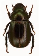 Leucothyreus sp1