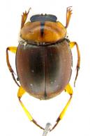Scybalocanthon sp2