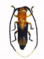 Olivensa cephalotes (Pascoe, 1858)