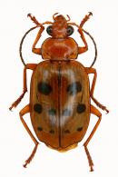 Lebia (Chelonodema) passoura  Reichardt, 1972