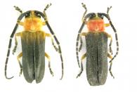 Isomerida albicollis  (Laporte, 1840) ♂ & ♀