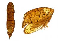 Oeda inflata (Fabricius,1787)