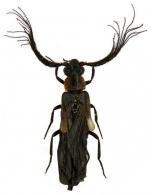 Pseudophengodes dalensi  Constantin, 2014