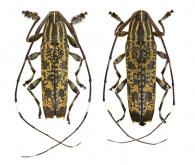 Colobothea hirtipes  (Degeer, 1775)  ♂ & ♀