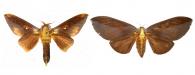 Adelowalkeria eugenia (Druce, 1904) ♂ & ♀