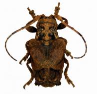 Trachysomus santarensis  Bates, 1865