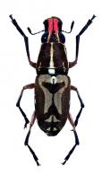 Gymnognathus vicinus jekel, 1855