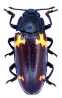 Magalodacne indica (Linné 1758)