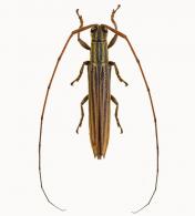 Hippopsis macrophthalma  Breuning, 1940