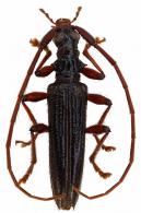 Novantinoe guyanensis  Villiers, 1959