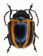 Proseicela vittata Fabricius, 1781