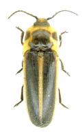 Achrestus flavocinctus (Candeze, 1859)