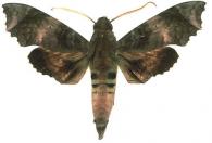 Aleuron carinata  (Walker, 1856)