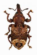 Molytinae Gen sp60