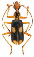Calophaena sp1