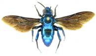 Aglae caerulea Lepeletier & Sierville, 1825 