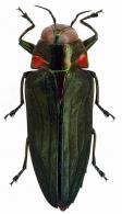Belionota prasina (Thunberg, 1789)