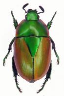 Macraspis oblonga  Burmeister, 1844