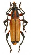 Rhinotragus sp G354