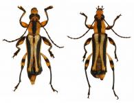 Pseudoagone cerdai (Tavakilian & Penaherrera, 2007) ♂ & ♀