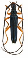 Distenia (Distenia) marcelae Santo-Silva & Hovore, 2007