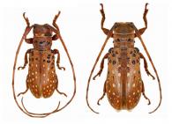 Oncideres minuta  Thomson, 1868 ♂ & ♀