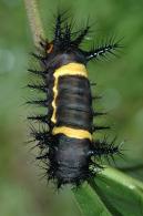 Acharia nesea