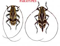 Nyssodrysternum angulatum  Santos-Silva, Bezark, Audureau, 2025 ♂ & ♀ PARATYPES