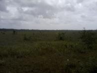 Savane