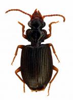 Apenes sp1