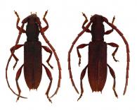 Hemilissa opaca  Martins, 1976 ♂ & ♀