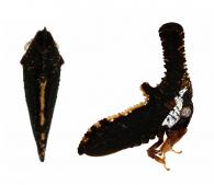 Hypsoprora sp4