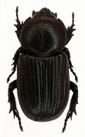 Hemiphileurus depressus  (Fabricius, 1801)