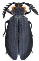 Ctenodes zonata   Klug, 1825 