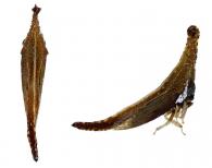 Philya sp1