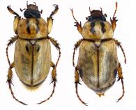 Cyclocephala amazona Linnaeus, 1767  ♂ & ♀