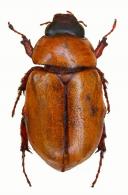 Cyclocephala tylifera  Höhne, 1923