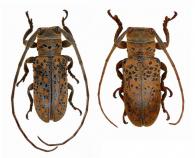 Oncideres tuberculata ?  Thomson, 1868  ♂ & ♀