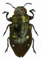 Chrysobothris cribrifrons Thomson, 1879