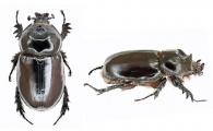 Strategus validus (Fabricius, 1875)