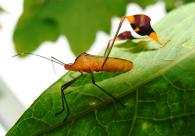 Coreidae Gen sp